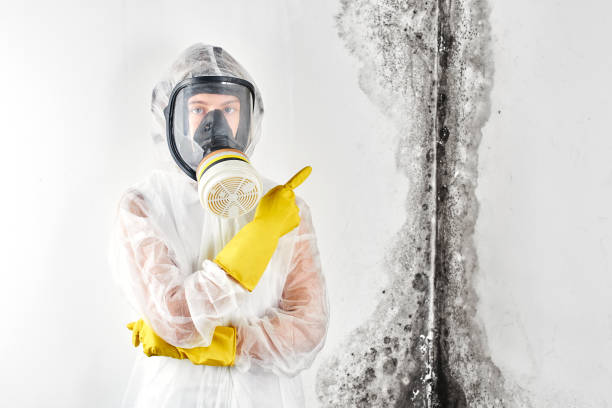 Best Mold Damage Restoration  in Hughson, CA